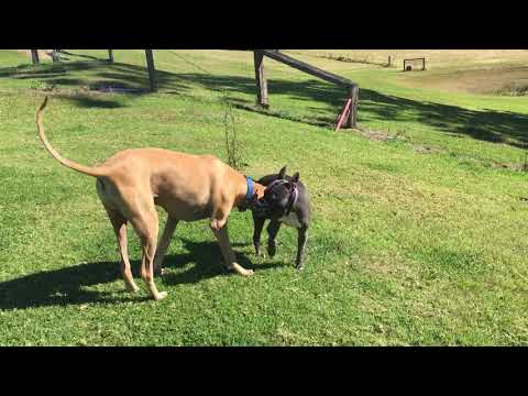How to Socialise New Dogs Properly.