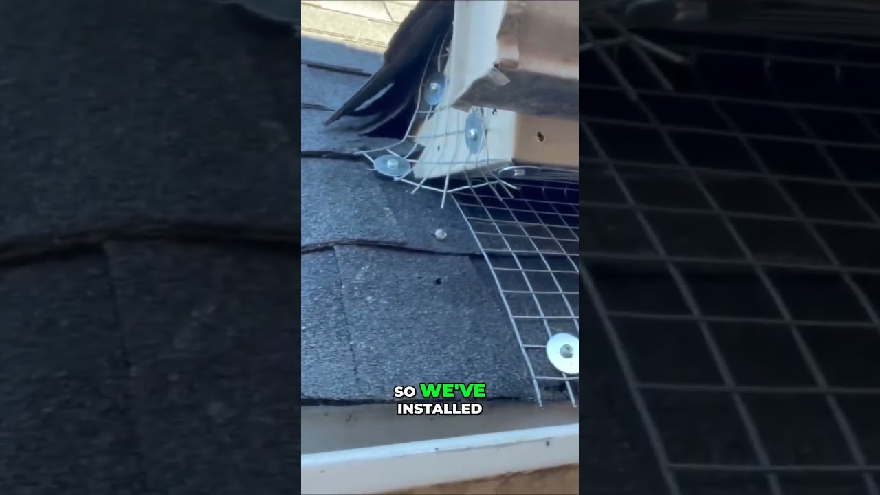 How to Squirrel-Proof Your Home: Effective Mesh Installation Guide