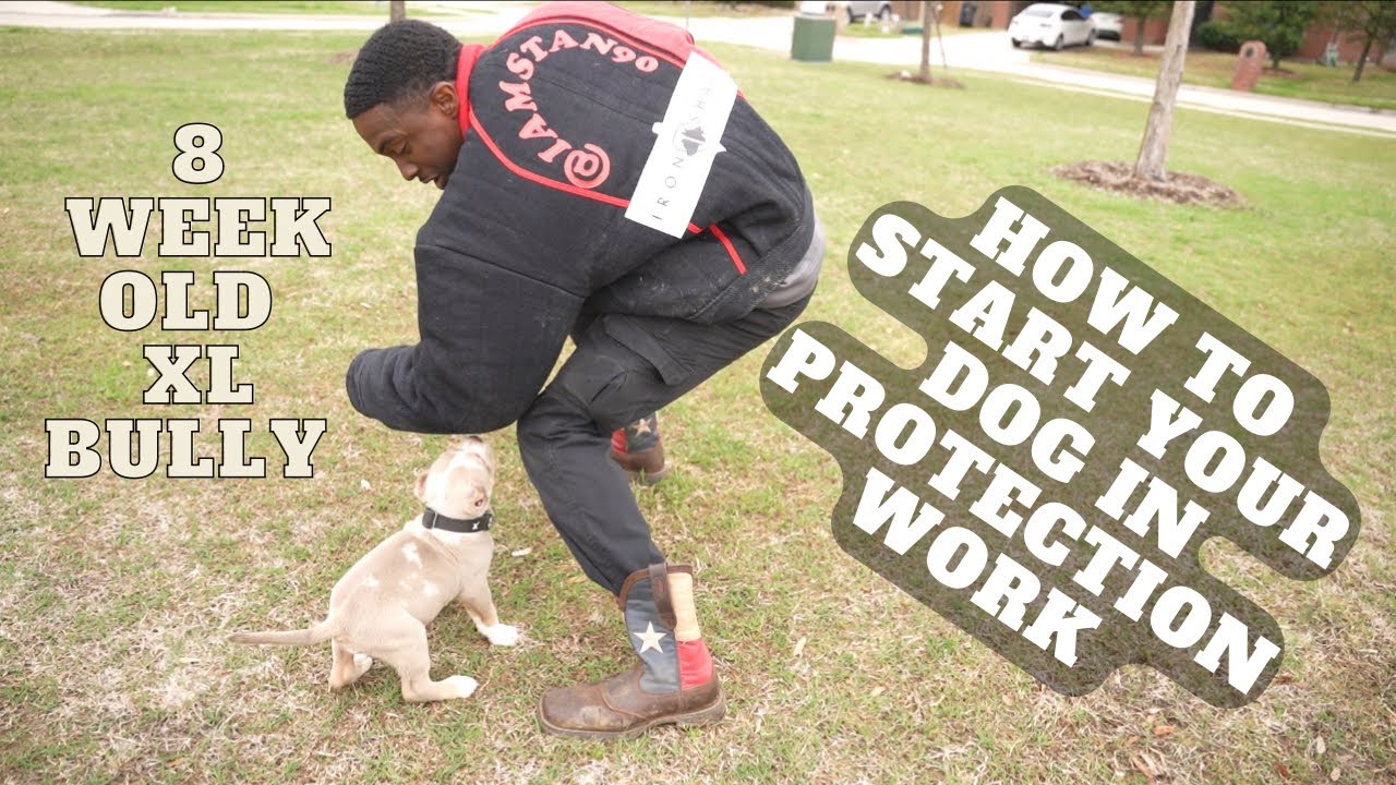 How To Start Your Dog In Protection Training