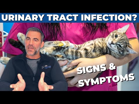 How to Tell if Your Cat Has a Bladder Infection - 5 Signs of UTI | Dr. Sean McPeck, DVM