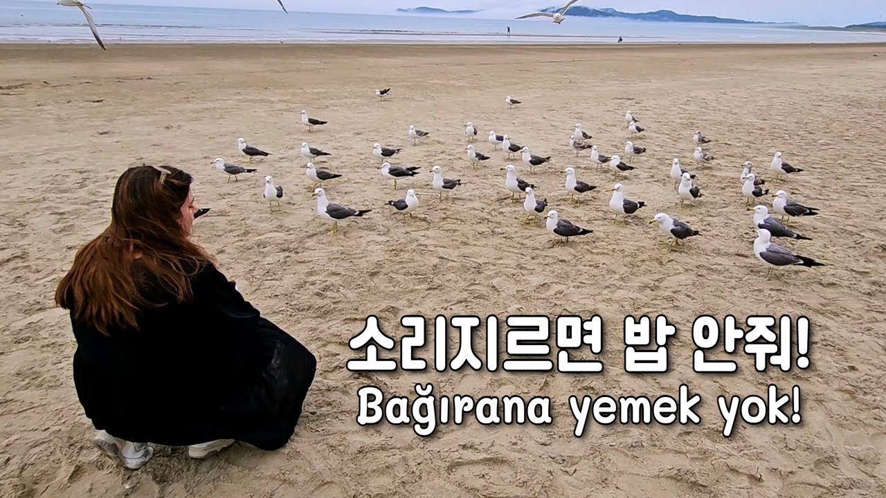 How to Train Seagulls in Korea 😂 | Taean Vlog