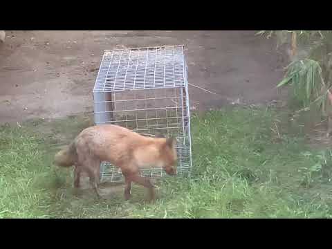 How to trap foxes by Service Pest Control