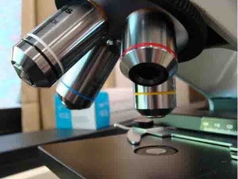 How To Use a Compound Light Microscope: Biology Lab Tutorial