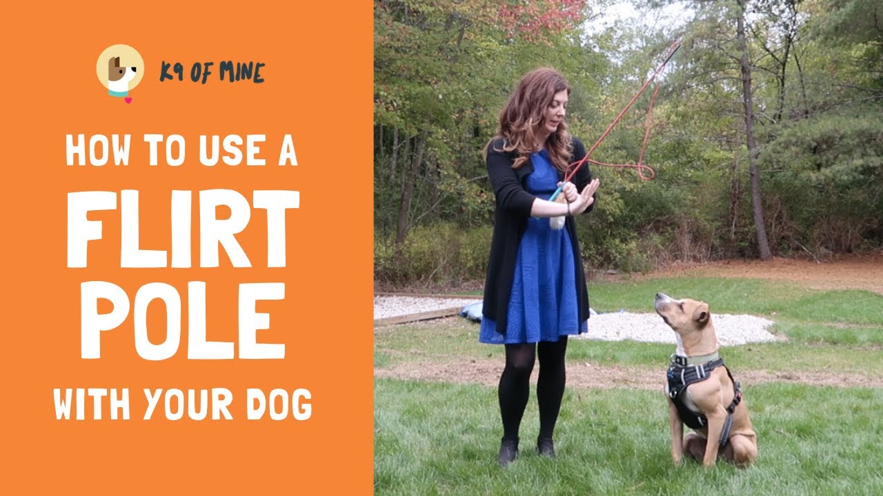 How to Use a Flirt Pole: Dog Training Fun!