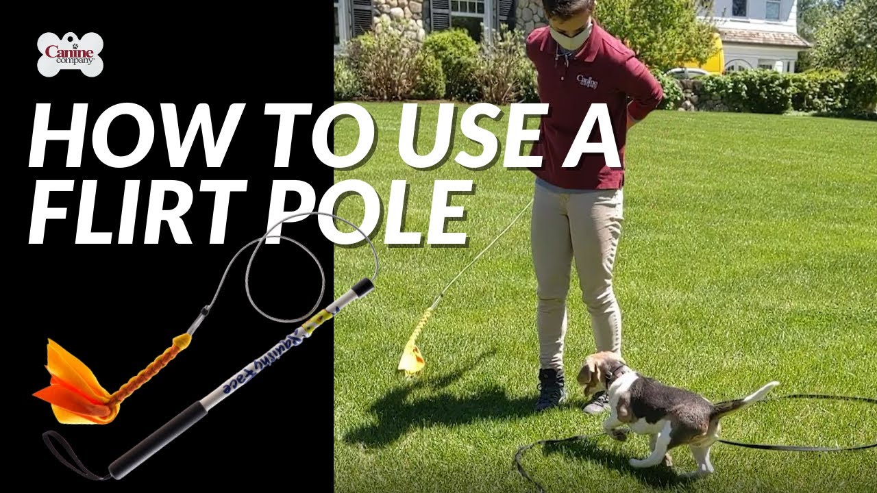 How to Use the Flirt Pole Dog Toy