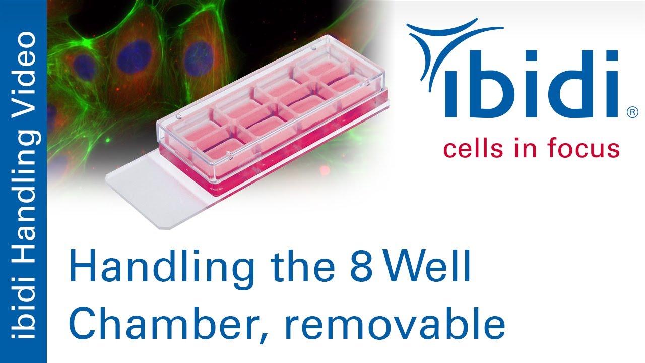 How to Use the ibidi 8 Well Chamber, removable