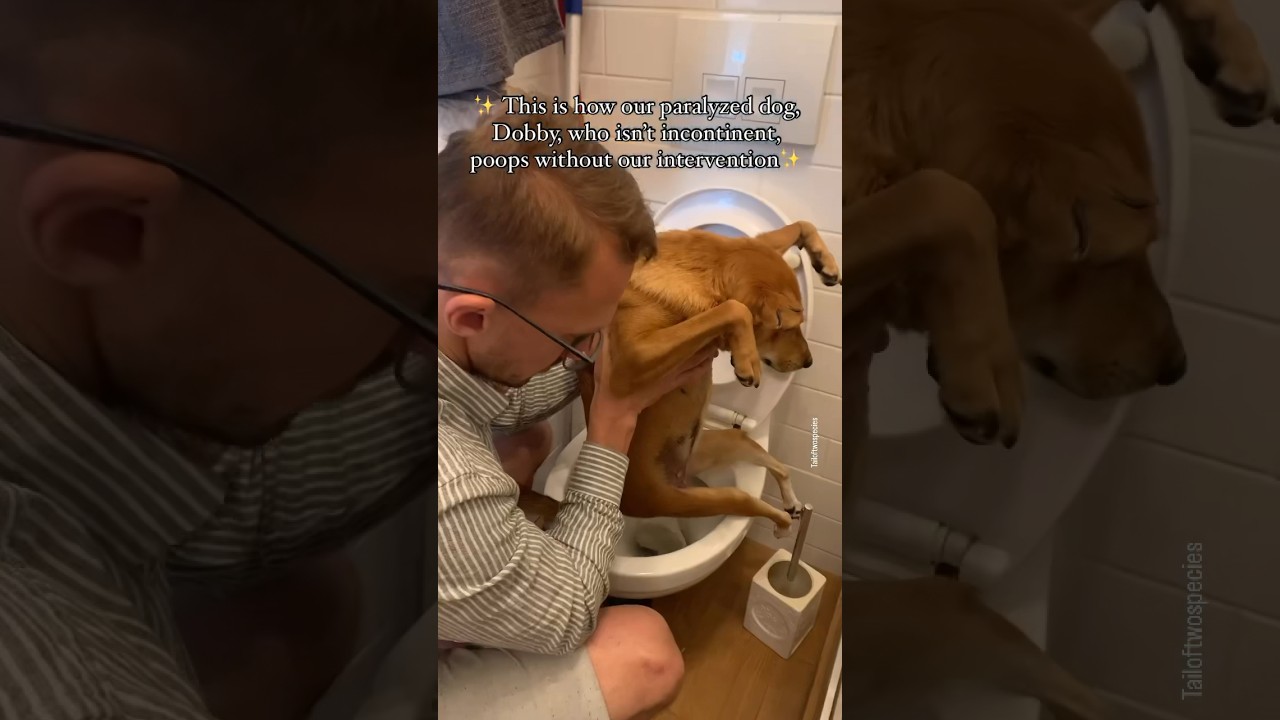 How we assist our paralyzed dog, who  poops in the bathroom without our help