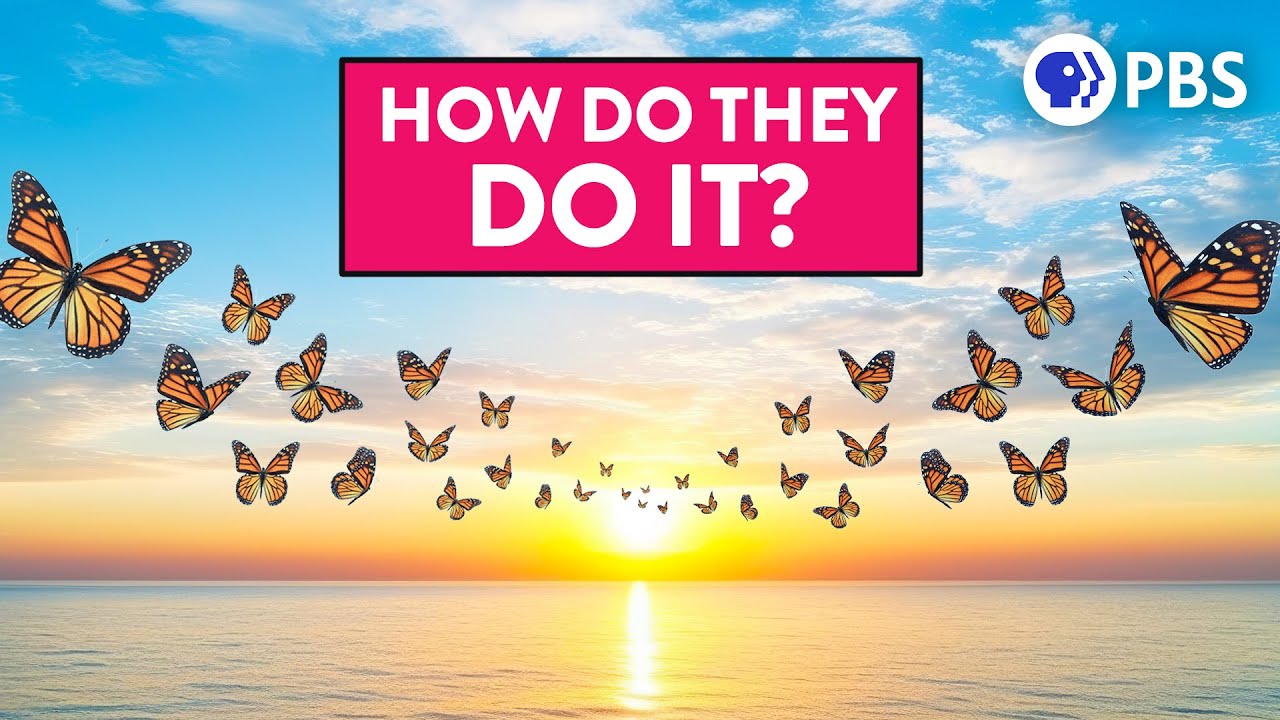 How We Finally Solved the Monarch Butterfly Migration Mystery