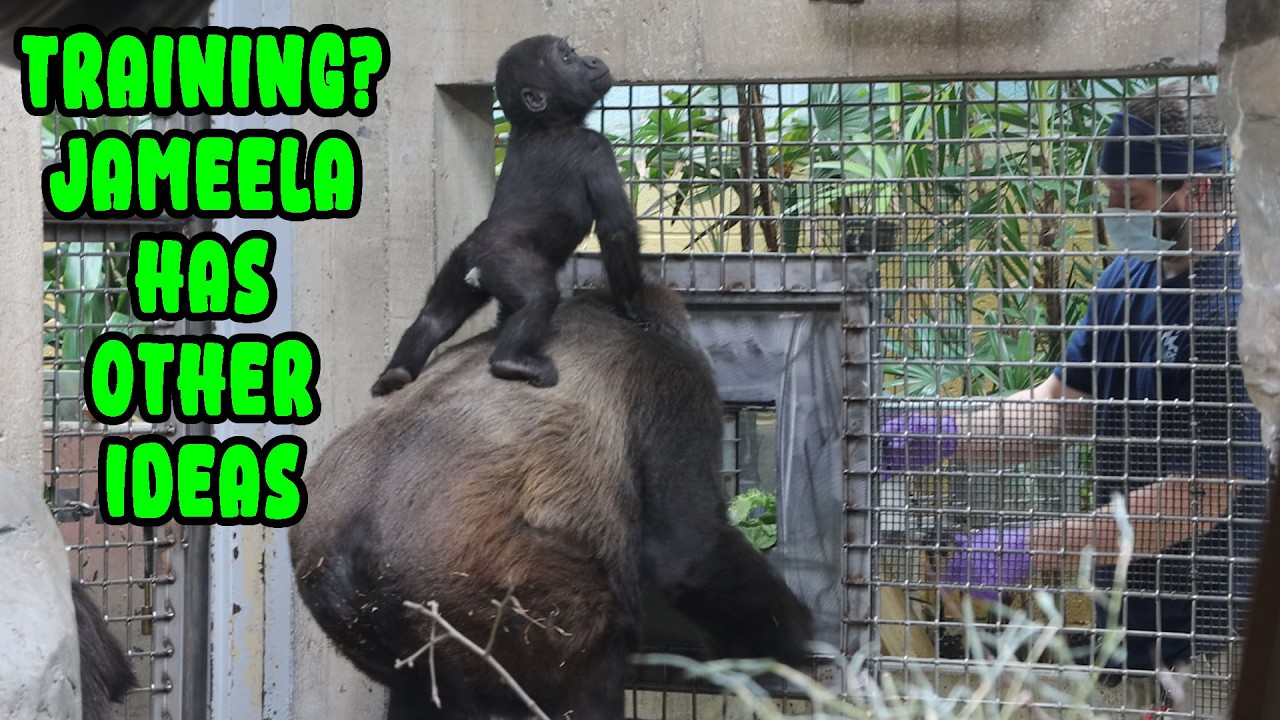 How Zoos Draw Blood from Gorillas—Without a Fight or a Sedative!