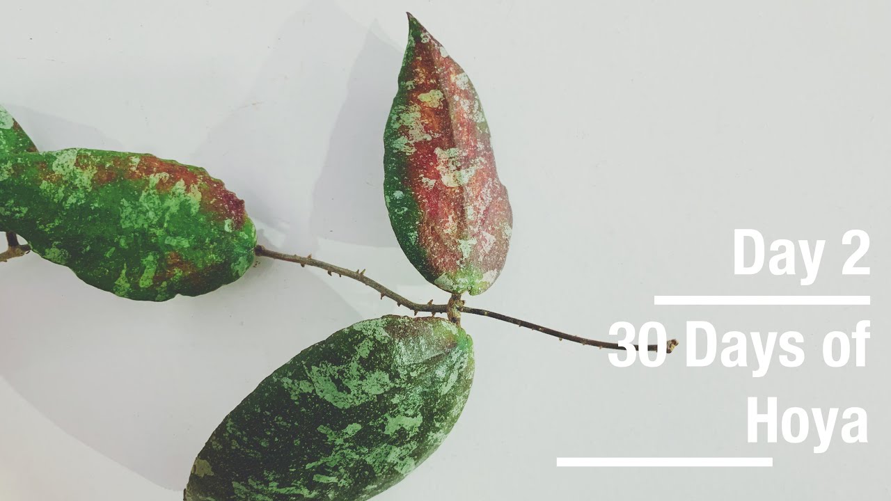 Hoya caudata | 30 Days of Hoya - 2 of 30