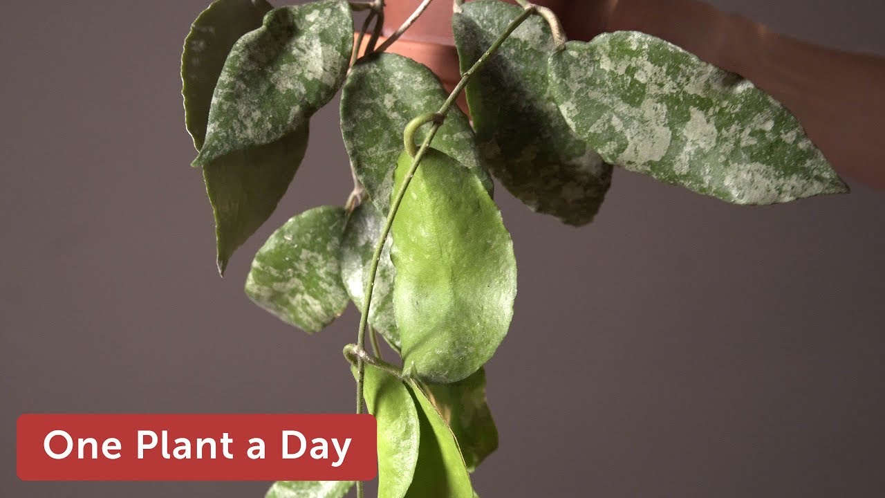 Hoya caudata Houseplant Care — 308 of 365