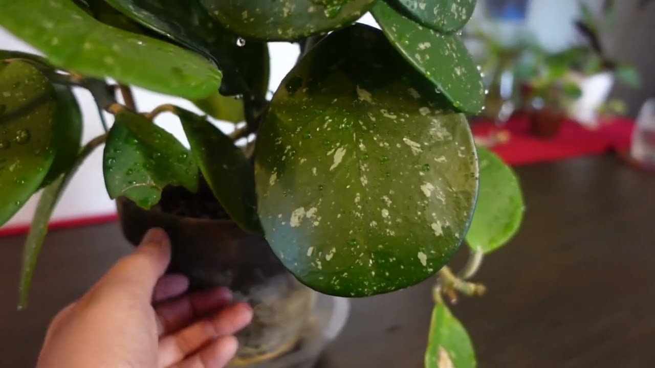 Hoya Obovata