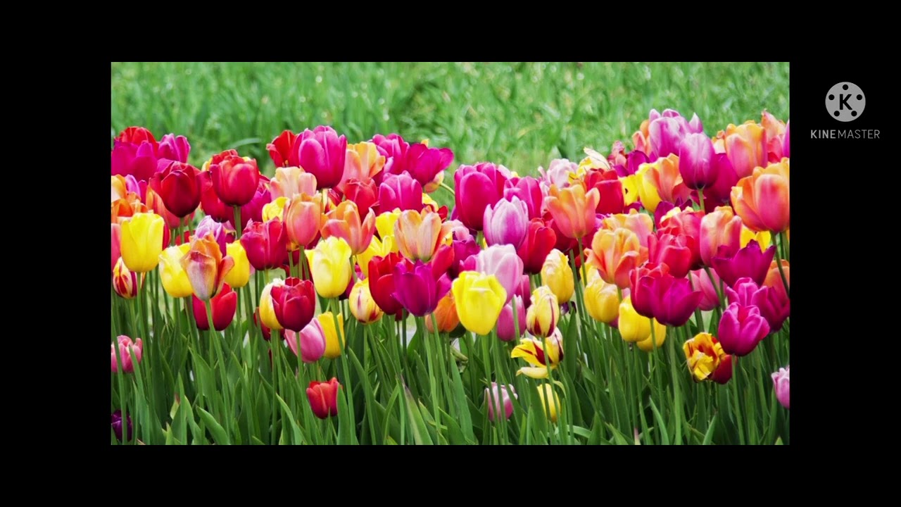 Hozan Hamza Bihar xwese /newroz
