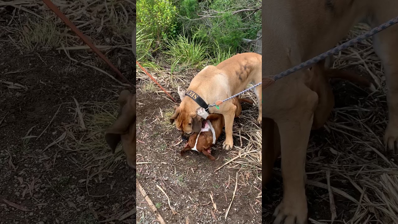 Huge Boerboel and American Bulldog / Staffy playing