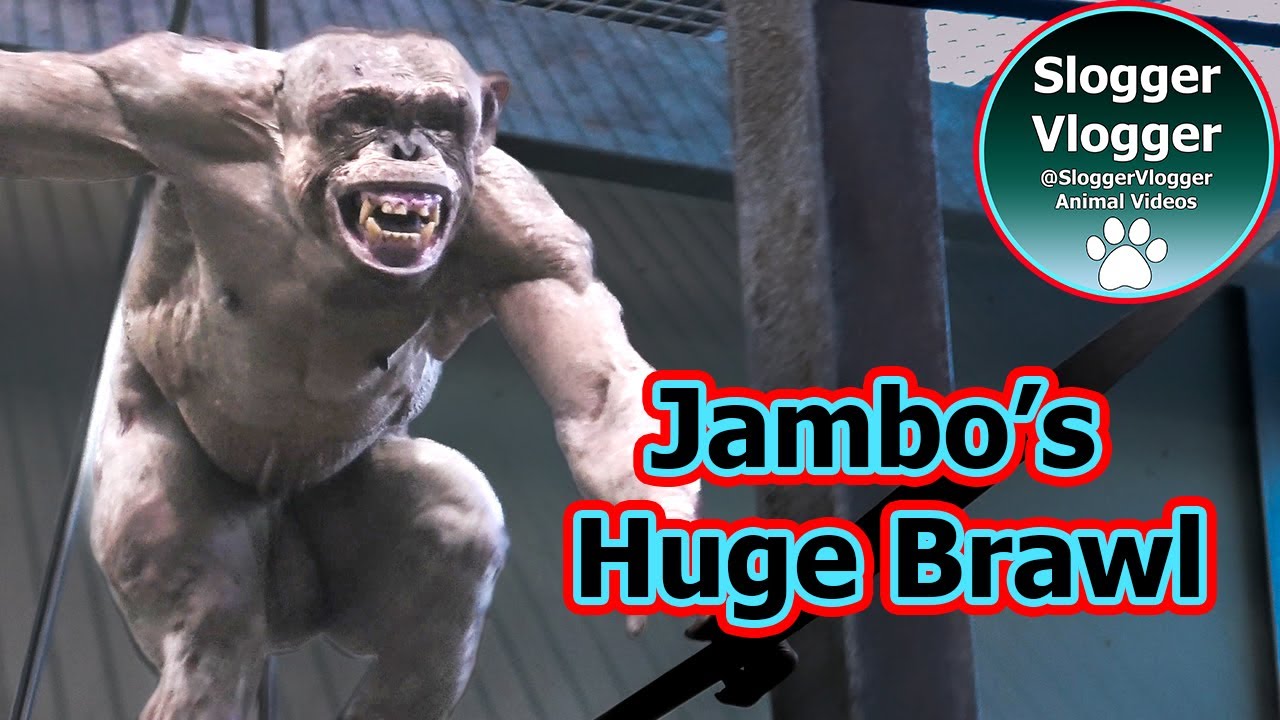 Huge Brawl Which Caused More Injuries To Jambo The Hairless Chimp #chimpanzees