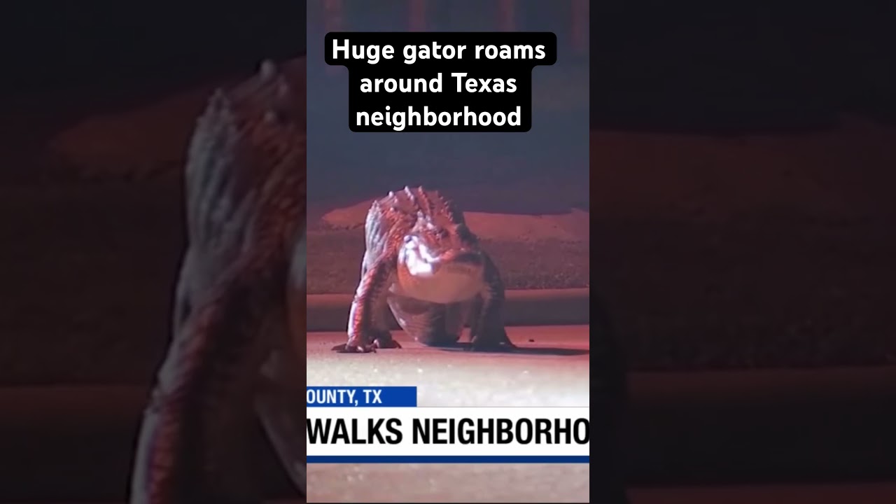 Huge gator roams around Texas neighborhood #texas #alligator