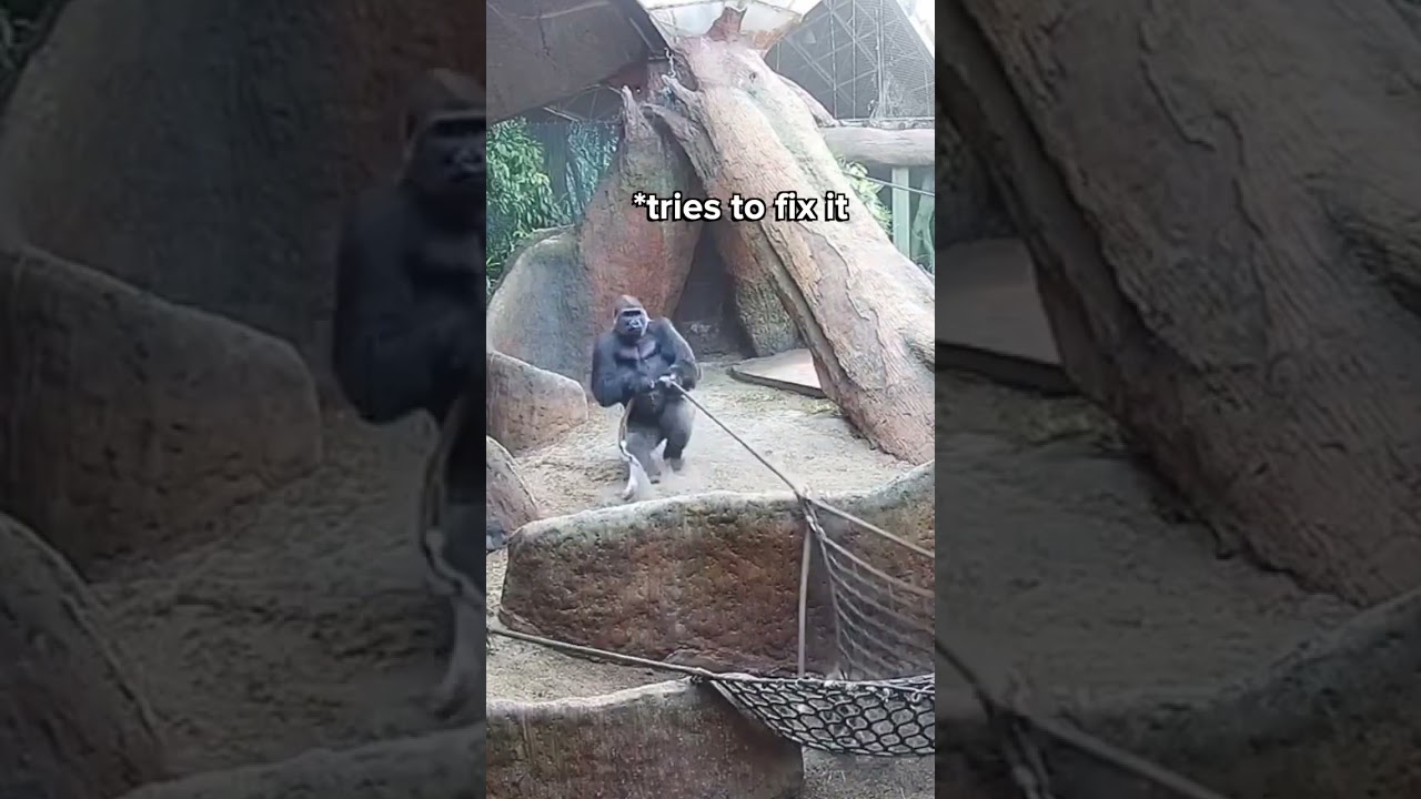 Huge Silverback Breaks Rope LIVE on Gorilla Cam 🦍