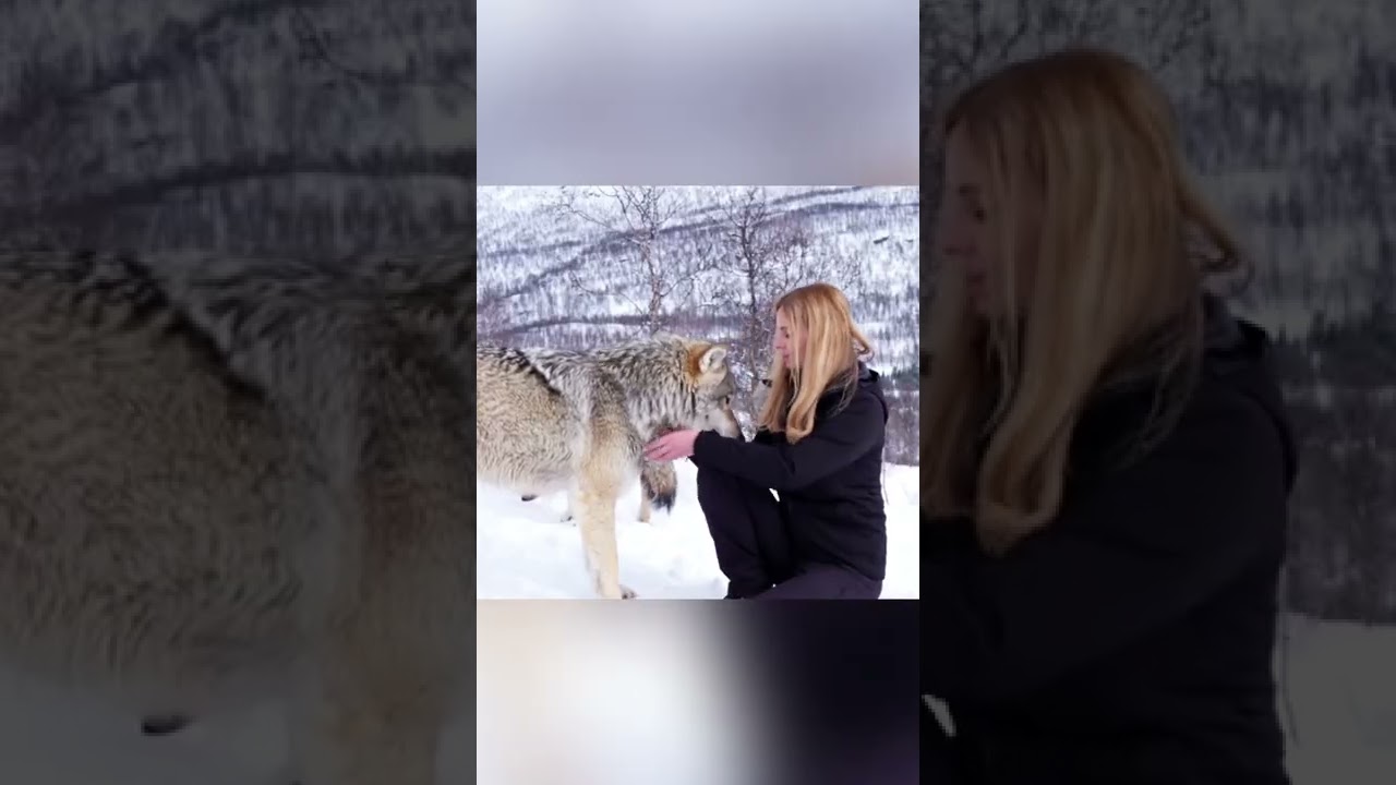Huge Wolf Falls in Love With Girl