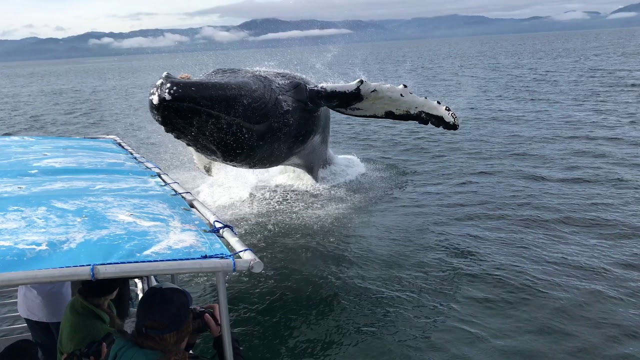 Humpback Whale Breaches Next to Boat