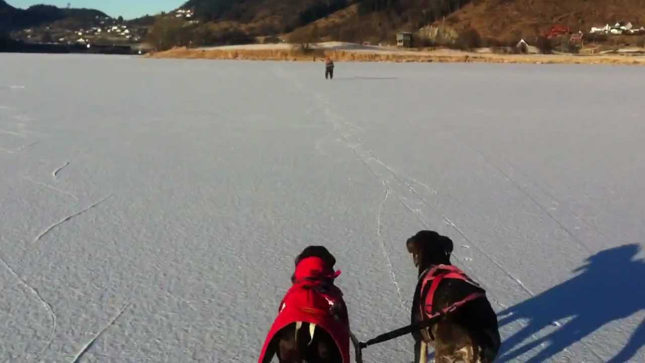 Hunder og ski på isen