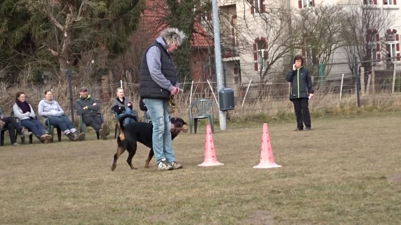 Hundeschule mit Wilma