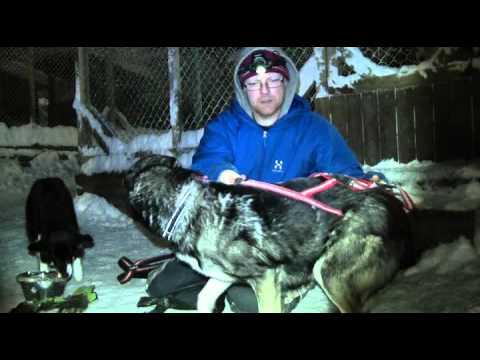 Hundselar dragråttan