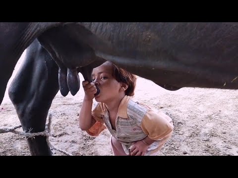 Hungry little girl Drink The Milk Of Buffalo | Village girl Drink Milk Interested Video