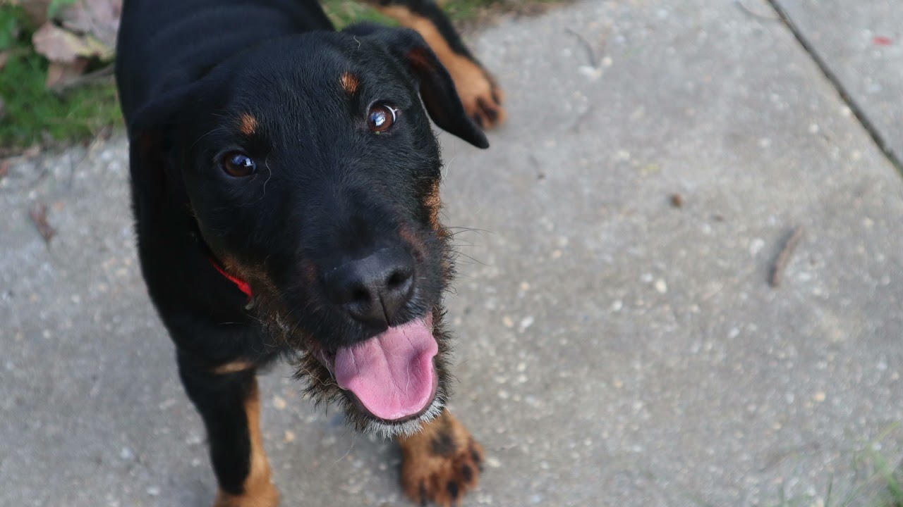Hunter the Jagdterrier 🐕  My Puppies First 6 Months