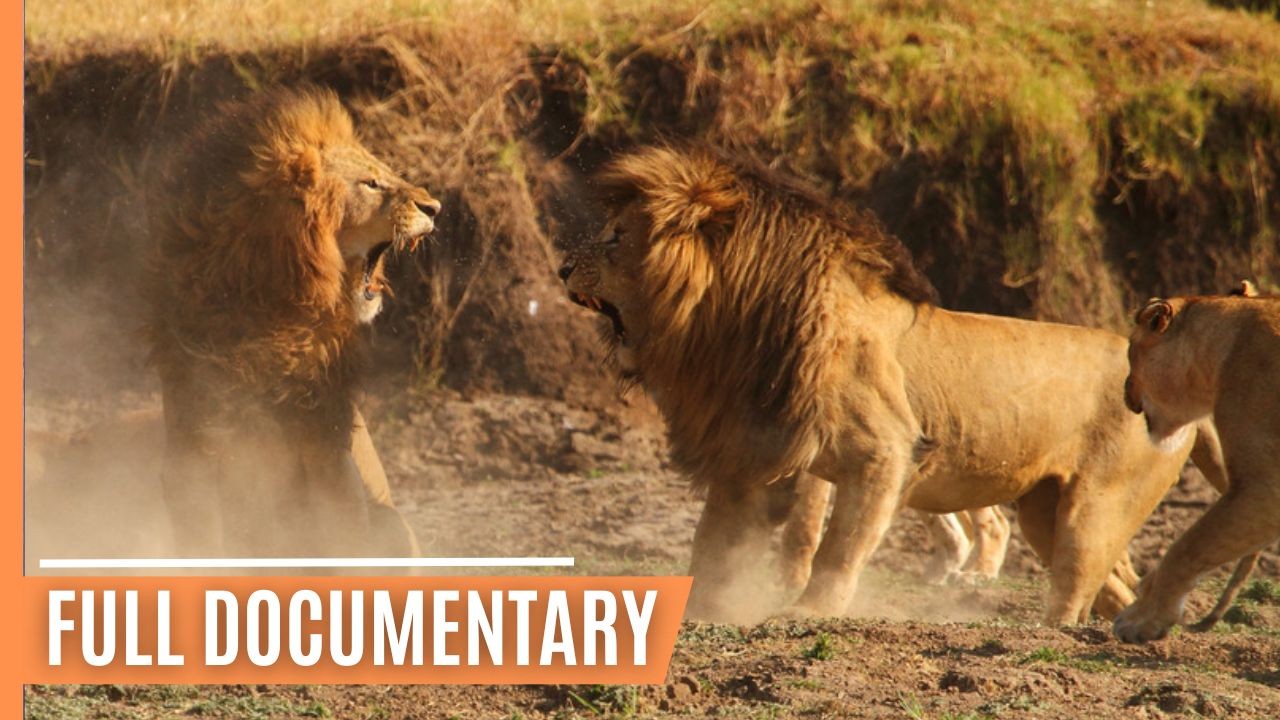Hunting and being hunted in Kenya's Masai Mara | Full Documentary