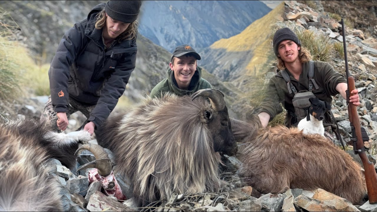 Hunting BIG Rutting Winter Bull Tahr (WW1 Era 303)