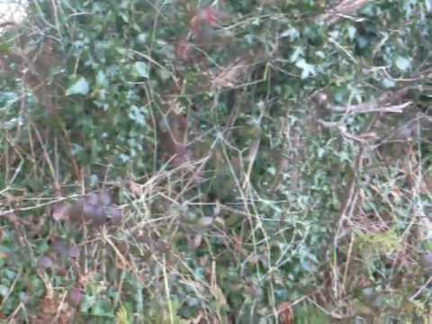 Hunting Irish Terriers