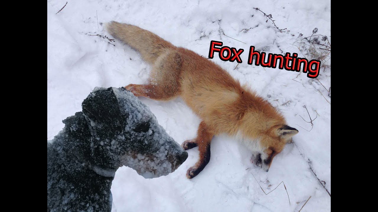 Hunting with a Jagdterrier for a fox.Hunting in winter.