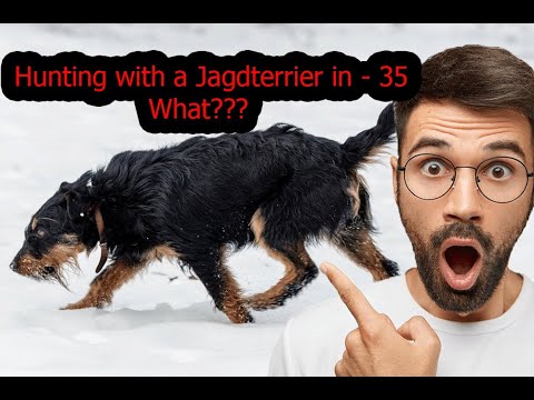 Hunting with a jagdterrier in - 35 degrees | What???
