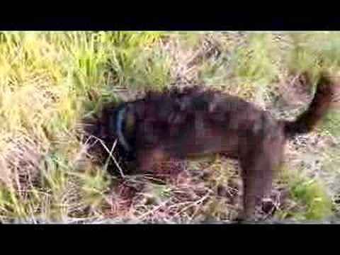 Hunting with my Patterdale Terrier
