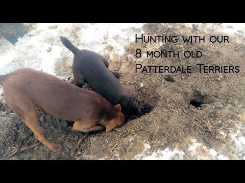 Hunting with our 8 month old Patterdale Terriers