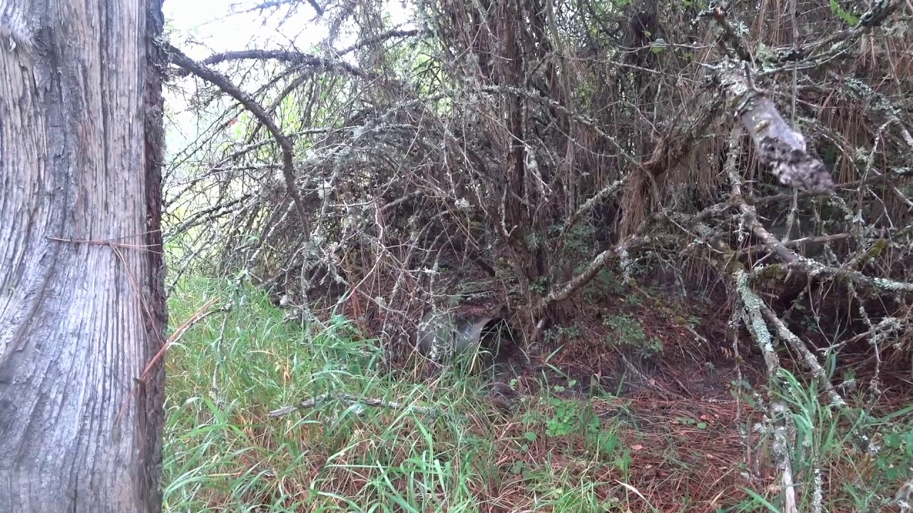 Hunting with our Patterdale terriers- unexpected game