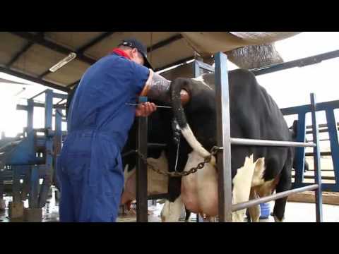 Hurfanos de la leche la industria de los lcteos en Chile