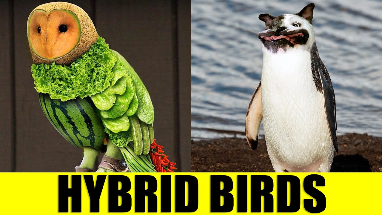 HYBRID BIRDS - Animals That Don't Exist