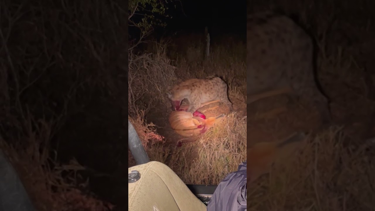 Hyena eats buck while it cries for help 😢