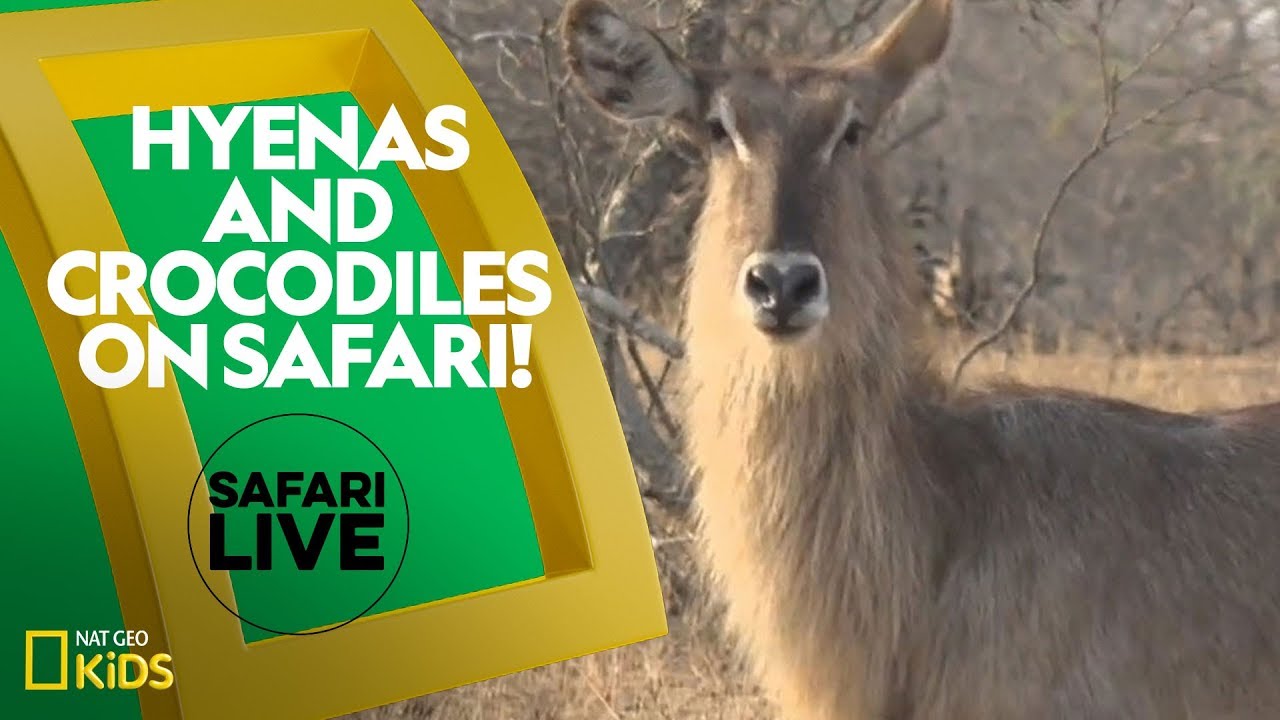 Hyenas and Crocodiles on Safari! | Safari Live