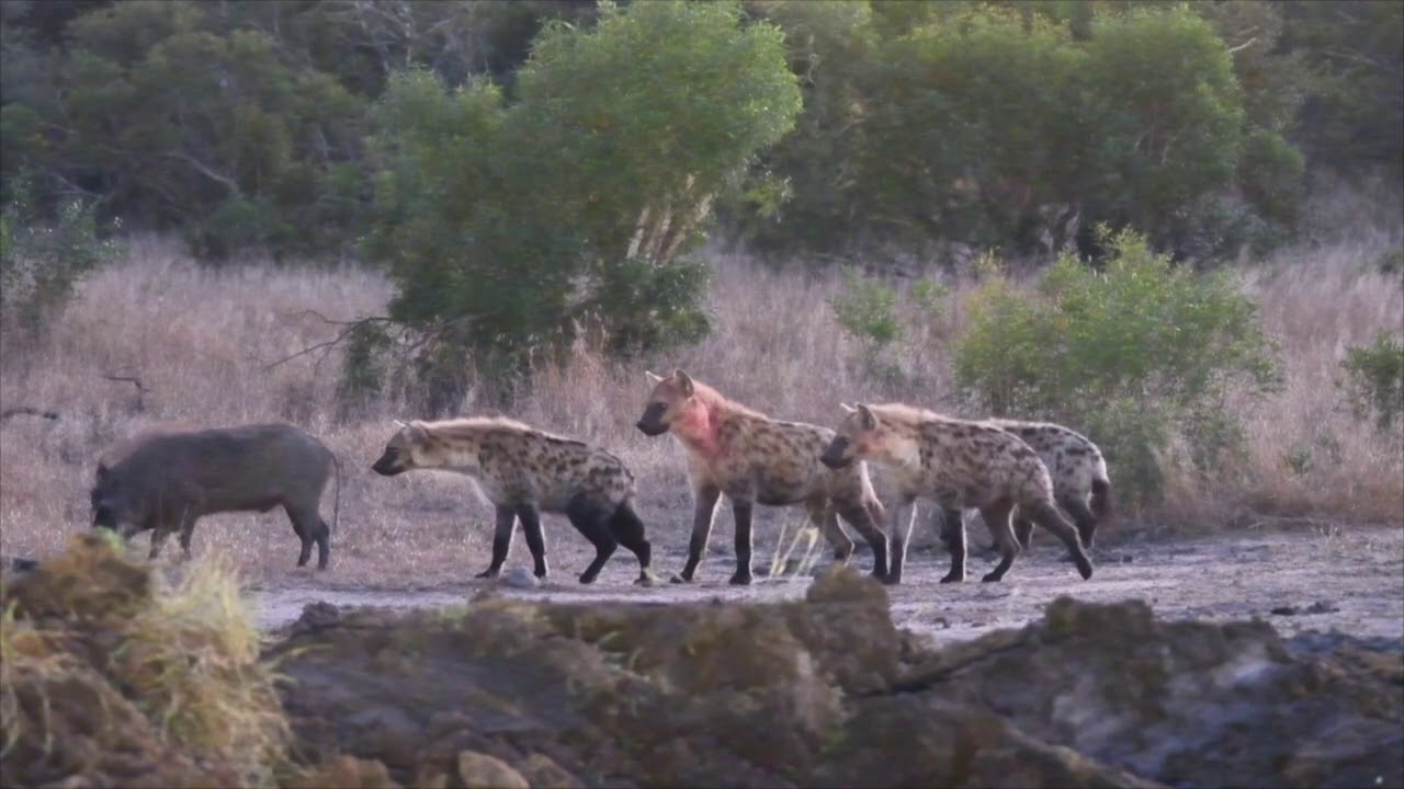 Hyenas Taunt Lone Warthog | The Virtual Safari Clips