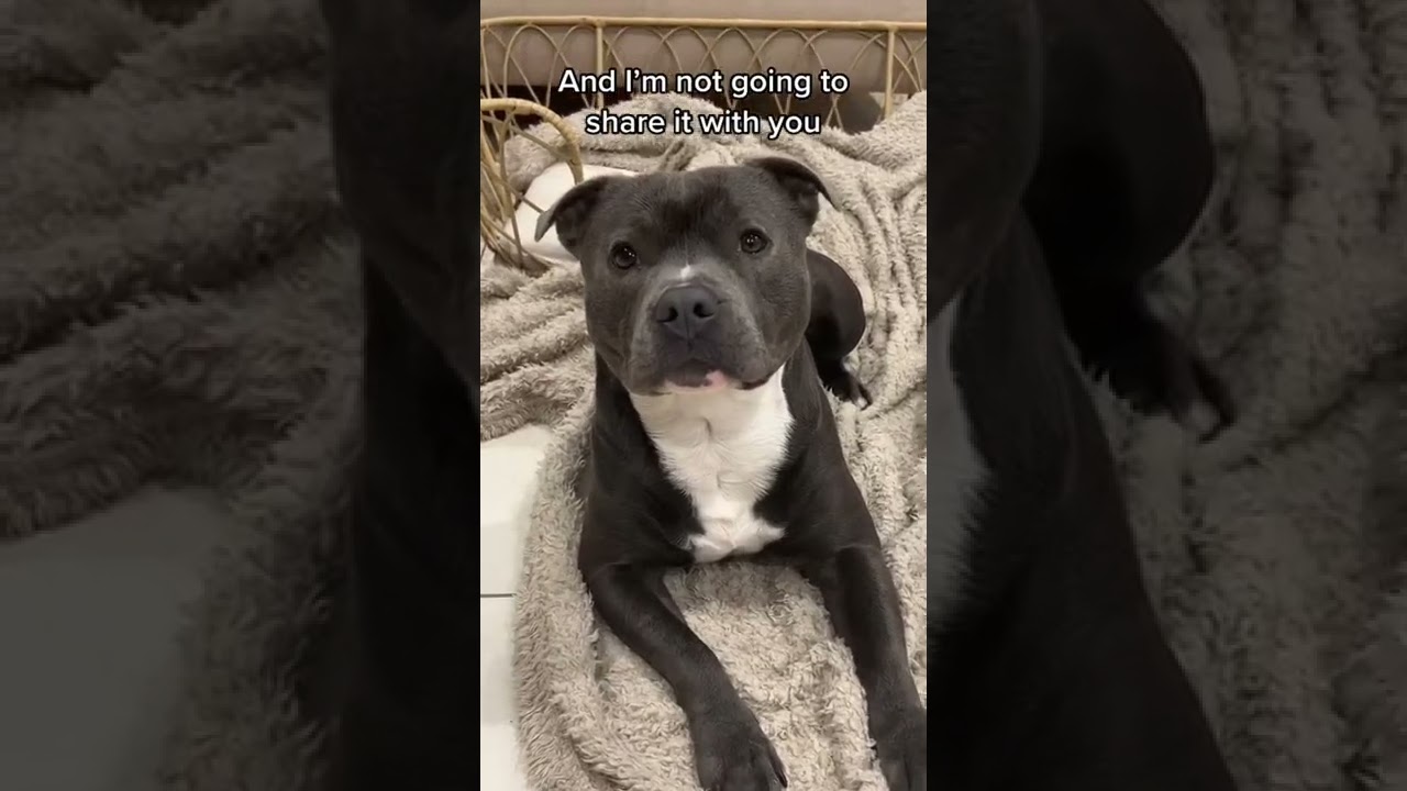 I can’t believe she said this…. #dog #staffy #puppy