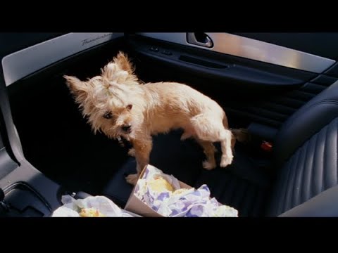 I CAN'T BELIEVE YOU WHIZZED ON MY TACO!!!!!