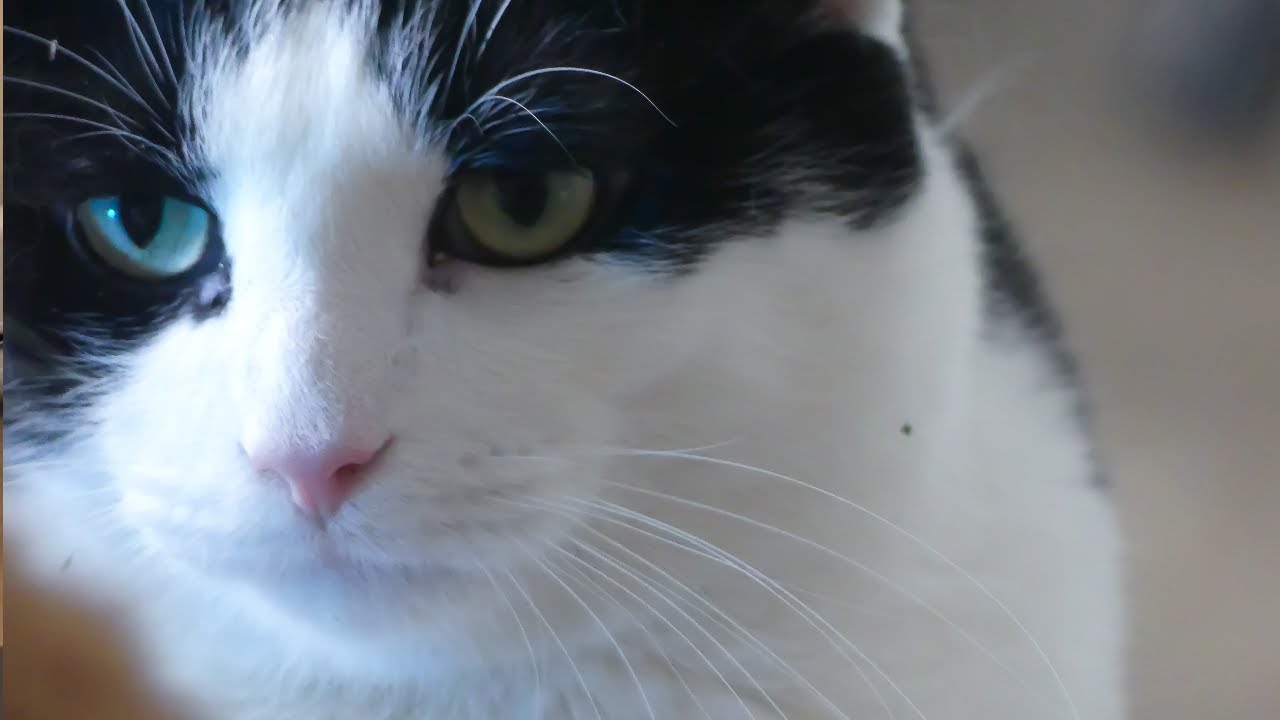 I Catn't Even: A Cat judging you in Catnish. #catvideos #cat #catlover #catsrule