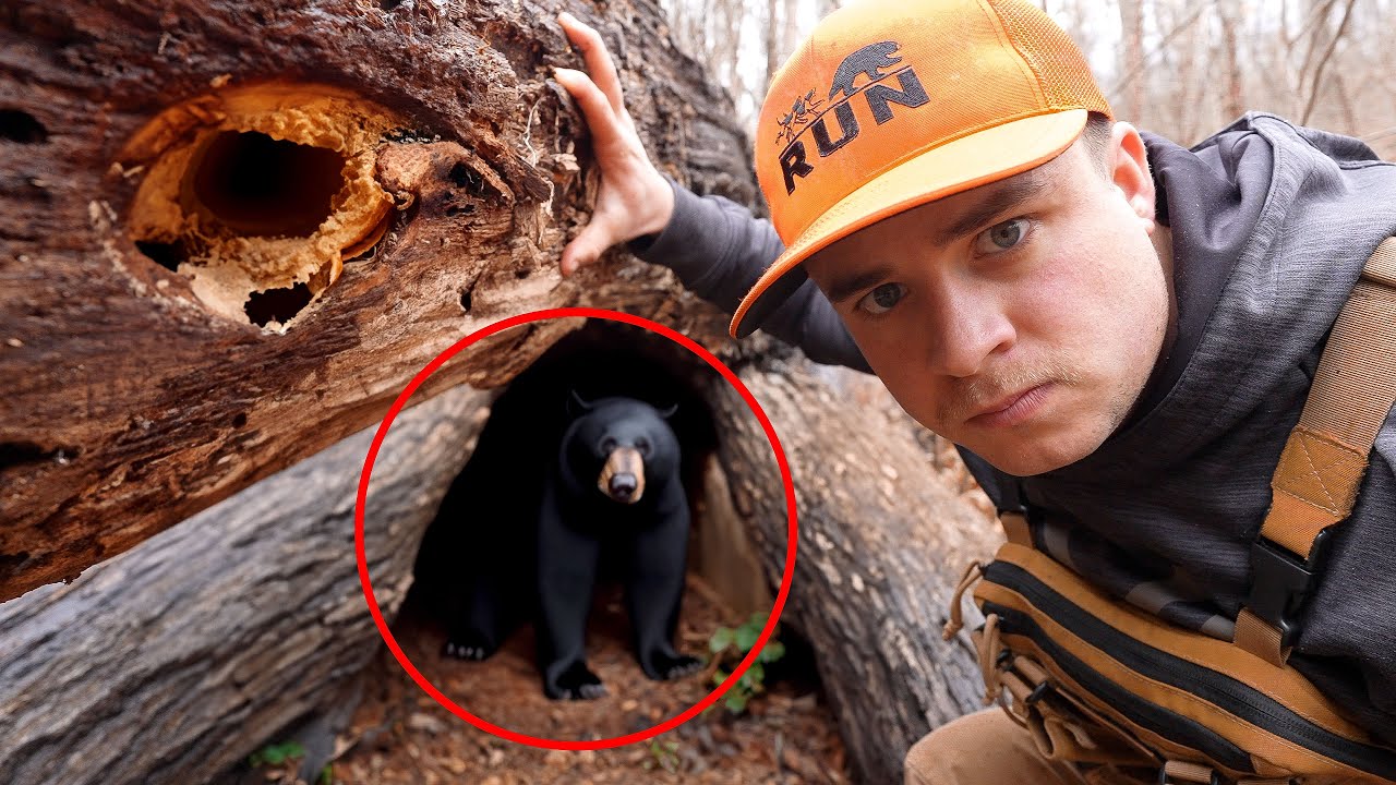 I Found a Black Bear Den!