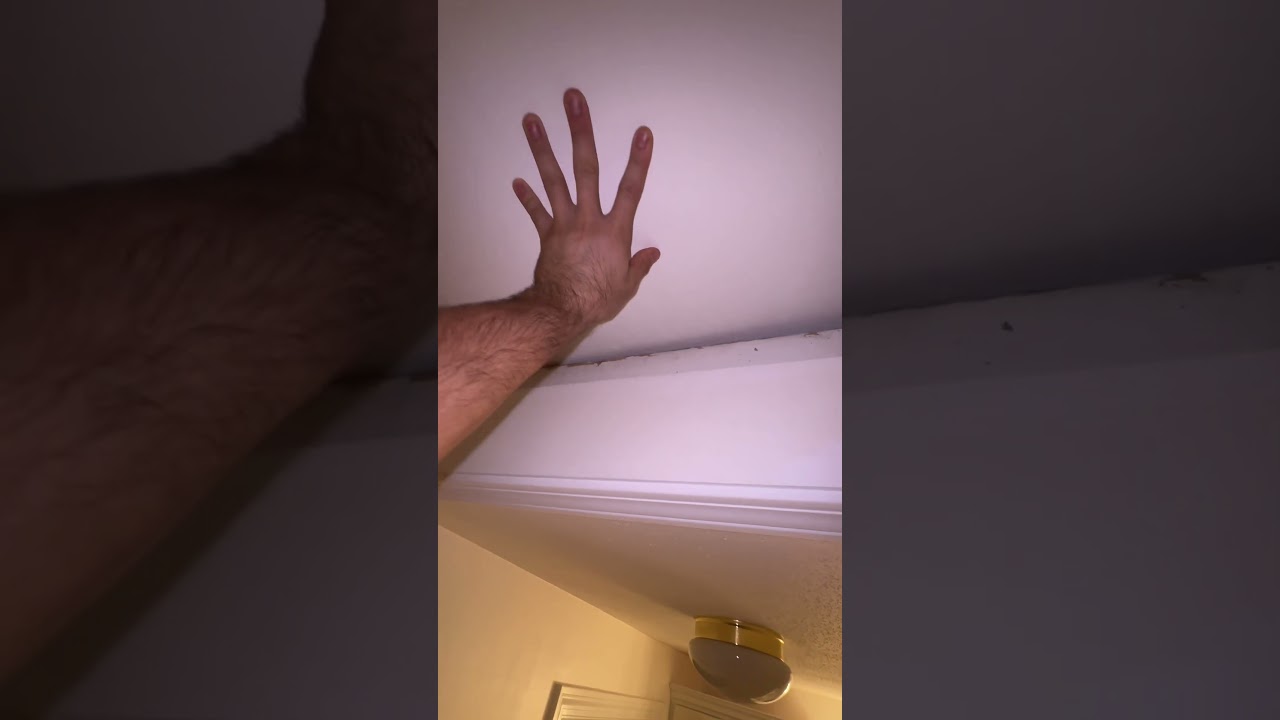 I have rats in my attic