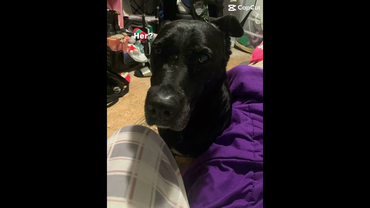 I love my dog she is a black lab mix pitbull