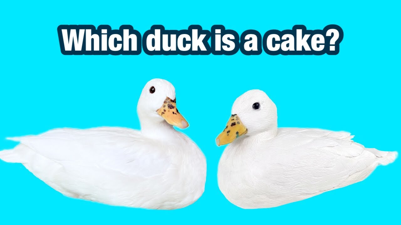 I Made A Cake Of “Munchkin”, the Cutest Duck Ever 😭