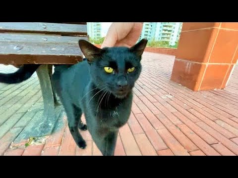 I met an adorable black cat in the city park | Stray cats feeding
