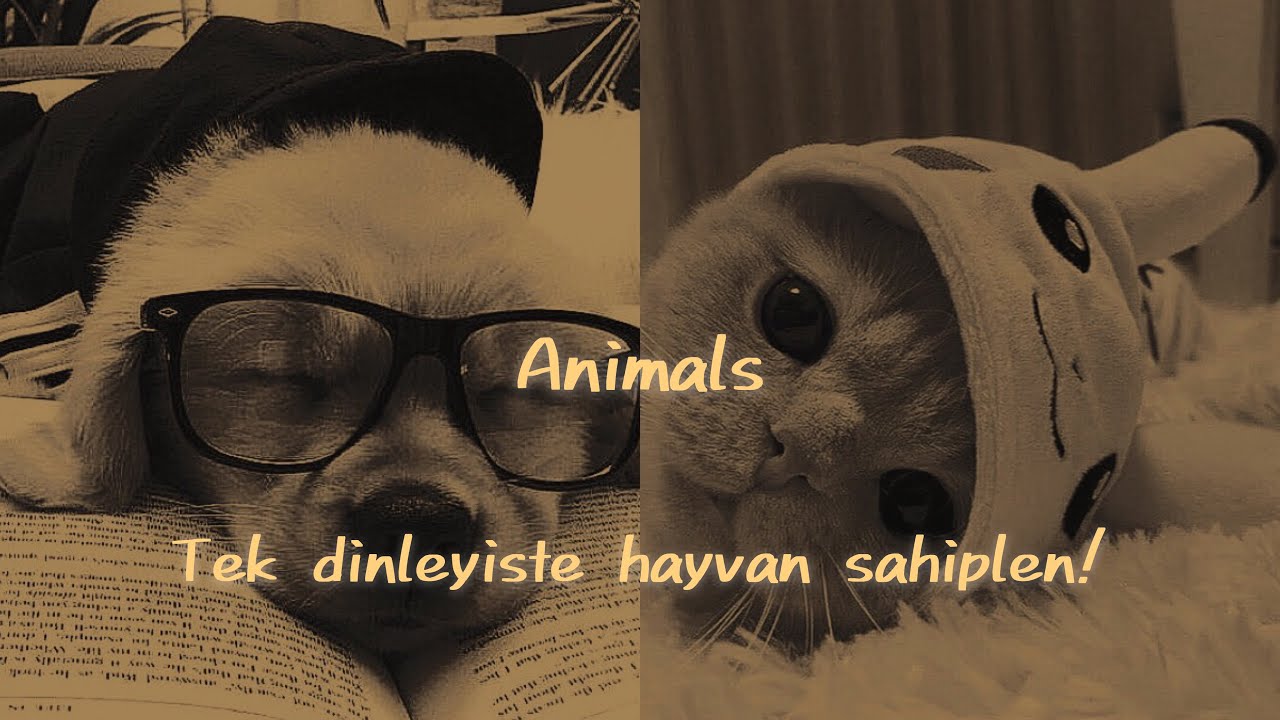 “𝐀𝐍I𝐌𝐀𝐋𝐒” Tek Dinleyişte Evcil Hayvan Sahiplen ✔︎ Çok Güçlü Subliminal